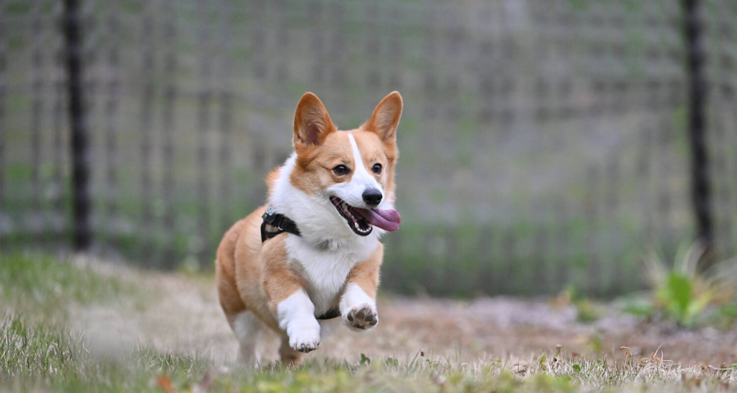 軽井沢｜愛犬・ペットと泊まれるヴィラリゾート