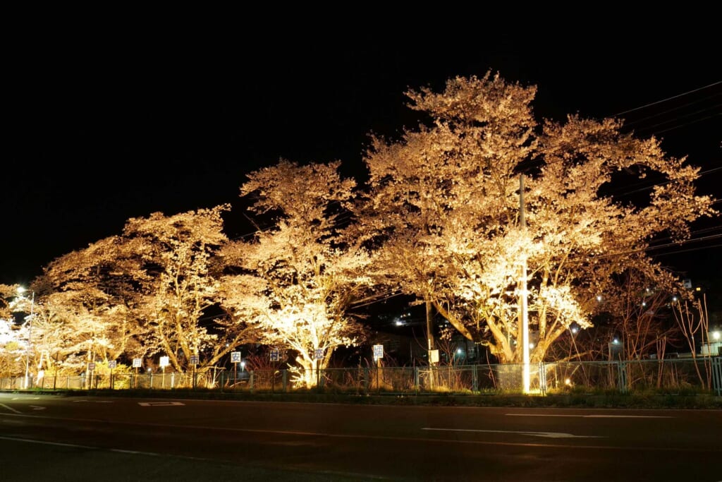 嬬恋村　吾妻河川敷の三原の桜並木