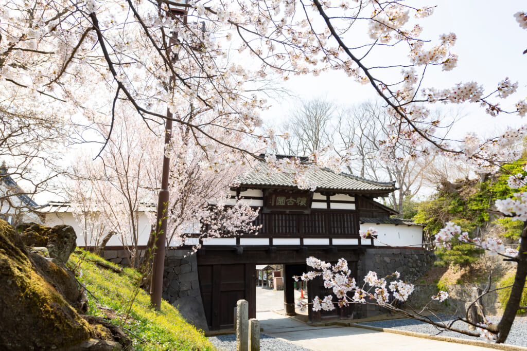 小諸城址 懐古園の桜