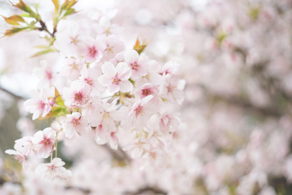 まだ間に合う！ゴールデンウイークが見頃の軽井沢・草津エリアの桜のお花見名所8選｜春の絶景とともに楽しむ癒し旅