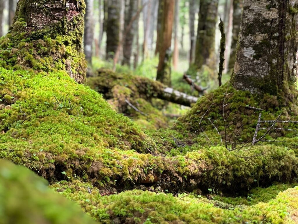 軽井沢一棟貸しヴィラリゾートあさま空山望周辺の登山トレッキング：白駒池／苔の森(もののけの森)