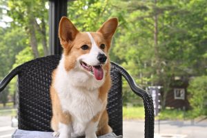 愛犬と過ごす軽井沢一棟貸しヴィラリゾートあさま空山望