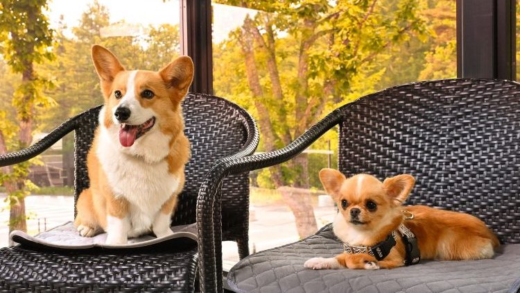 犬と泊まれる軽井沢リゾート、紅葉コンサートと秋の旅行で愛犬と過ごす一棟貸しヴィラあさま空山望